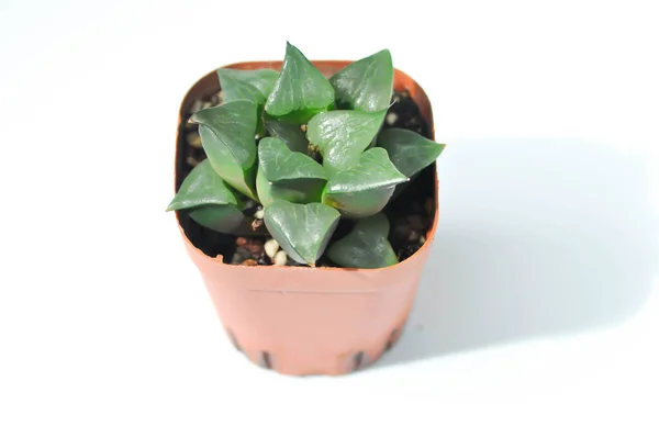 Haworthia Haworthia Akanko Eller Kaktus Eller Sukkulentin Hvid Baggrund - Stock-foto