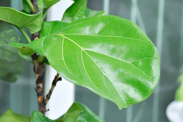 Ficus Lyrata Warb Moraceae Ficus Lyrata Fiddle Fig Green Leaf — Foto de Stock