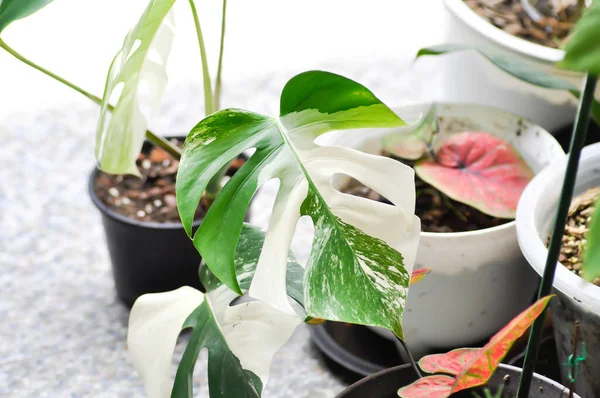 Albo Bitki, Monstera Albo Borsigiana veya Monstera Albo Variegata veya Variega Albo veya Monstera Albo Bitkisi
