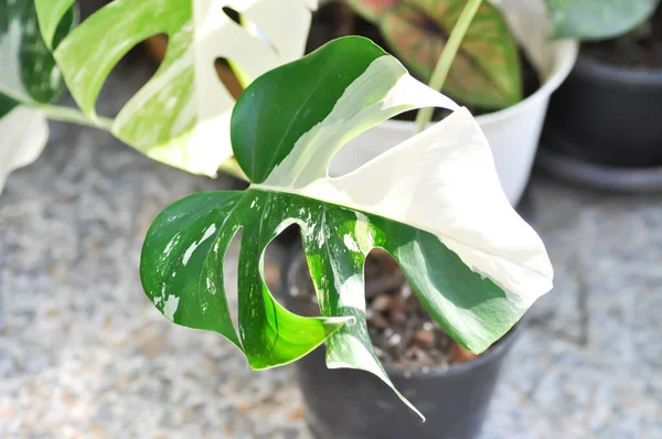 Tanaman Albo Monstera Albo Borsigiana Atau Monstera Albo Variegata Atau — Stok Foto