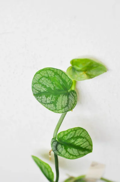 Monstera dubia, araceae veya m Dubai veya Monstera bitki veya tırmanma bitkisi