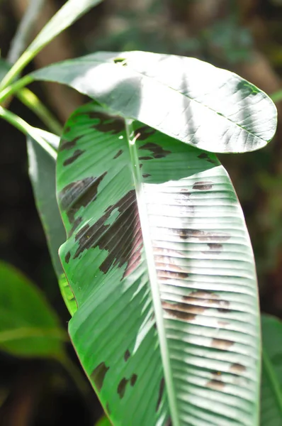 Bananenpflanze Blutbanane Oder Musa Acuminata Oder Musa Balbisiana Oder Bananenbaum — Stockfoto