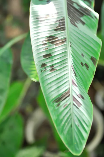 Planta Plátano Plátano Sangre Musa Acuminata Musa Balbisiana Plátano —  Fotos de Stock