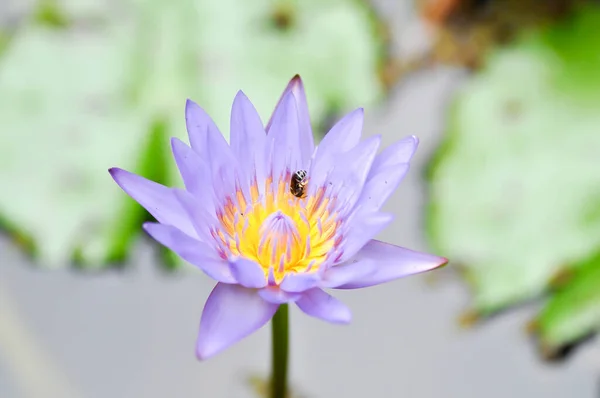 Lotus Purple Lotus Water Lily Nymphaea Lotus Bee — Stock Photo, Image