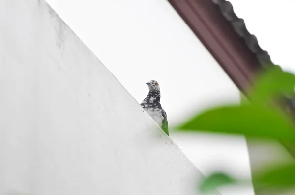 Taube Taube Oder Gefleckte Taube Oder Gefleckte Halstaube Der Wand — Stockfoto