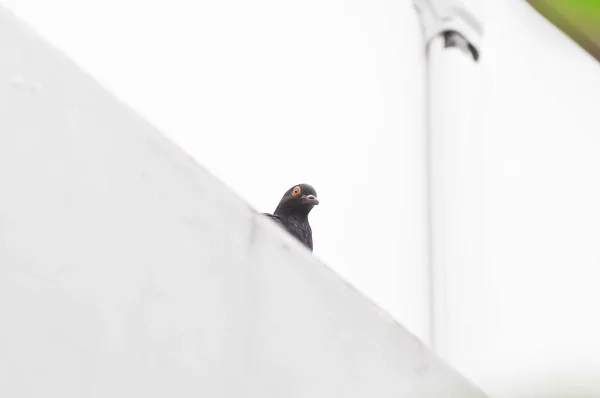 Taube Taube Oder Gefleckte Taube Oder Gefleckte Halstaube Der Wand — Stockfoto