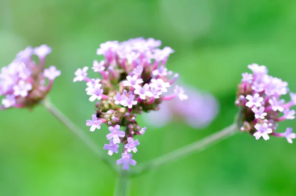 Verbena Bonariensis Flower Verbena Hybrida Groenl Ruempler Vervenaceae Common Garden — стоковое фото