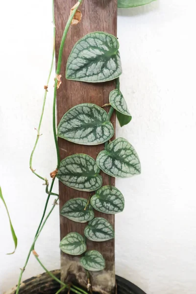 Monstera dubia, araceae ya da m Dubai ya da Monstera Bitkisi