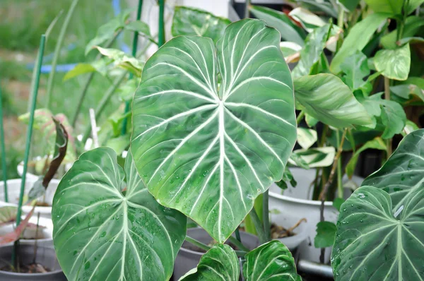 Philodendron Gloriosum, Philodendron bitkisi