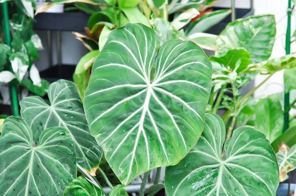 Philodendron Gloriosum, Philodendron bitkisi