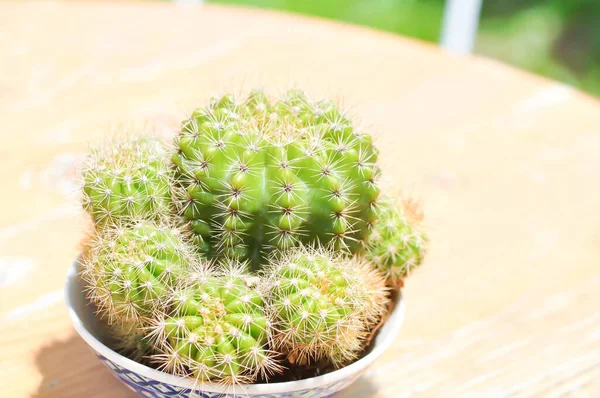 Cacto Mammillaria Scrippsiana Planta Suculenta — Fotografia de Stock