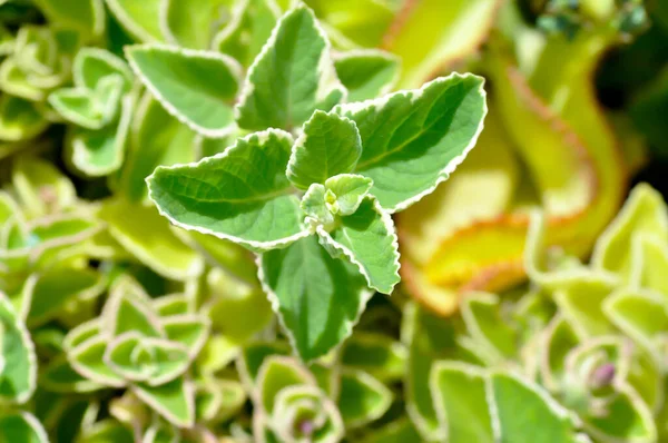 Kubánská Oregano Lamiaceae Nebo Mexická Máta Nebo Plectranthus Amboinicus Variegatus — Stock fotografie