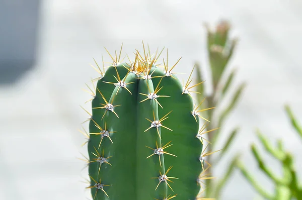 Cactus Castello Delle Fiabe Cereus Peruvianus Pianta Succulenta — Foto Stock