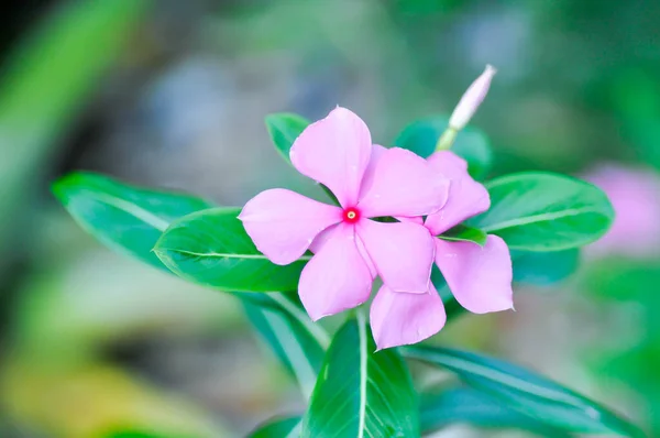 Ludwigia Adscendens Paeriwinkle Antillais Fleur Blanche Dans Jardin — Photo