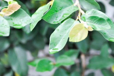 Ficus pumila veya tırmanan incir veya MoraceAE ve çiy damlası veya yağmur damlası