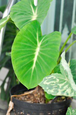 Colocasia esculenta nanciana, Alocasia veya iki renkli alocasia veya saksıda beyaz ve yeşil yaprak veya Nancys Revenge