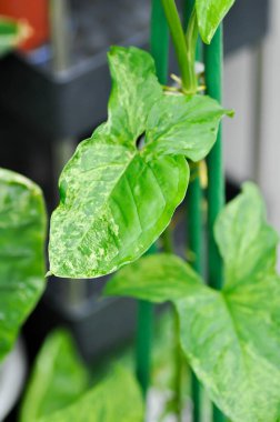 Syngonium podophyllum, Arrowhead Vine veya Goosefoot Plant veya Araceae veya bicolor syngonium veya syngonium bicolor