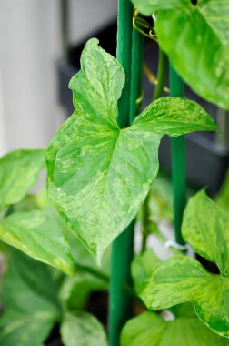 Syngonium podophyllum, Arrowhead Vine veya Goosefoot Plant veya Araceae veya bicolor syngonium veya syngonium bicolor