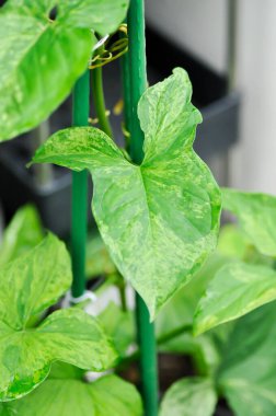 Syngonium podophyllum, Arrowhead Vine veya Goosefoot Plant veya Araceae veya bicolor syngonium veya syngonium bicolor