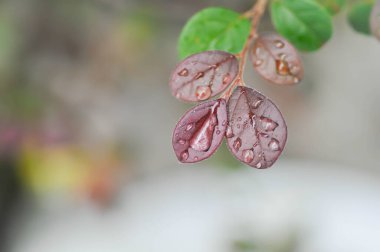 Çin püsküllü çiçekleri veya Loropetalum çinisi ve çiy damlası veya yağmur damlası veya rubrum Yieh veya Hamamelidaceae veya Çin cadı sisi