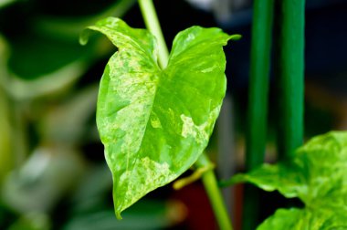 Syngonium podophyllum, Arrowhead Vine veya Goosefoot Plant veya Araceae veya bicolor syngonium veya syngonium bicolor or bicolor plant