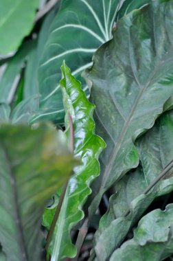 Anthurium Rönesans veya Anthurium Rönesans yaprağı, yaprakları veya Rönesans veya ARACEAE bitkisi