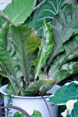 Anthurium Rönesans veya Anthurium Rönesans yaprağı, yaprakları veya Rönesans veya ARACEAE bitkisi