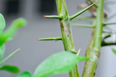 Colocasia ya da alocasia bitkisi ve çiy damlası ya da yağmur damlası