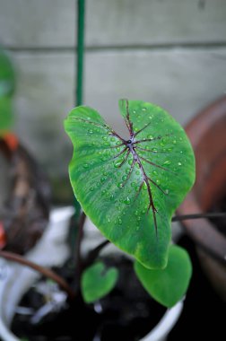 Colocasia Firavunlarının Maskesi, Firavunların fil kulağı veya Kolocasia 'yı maskelemesi ve yağmur damlası