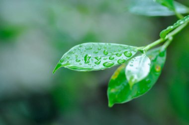 banyan ağacı ya da Ficus annulata ya da fius bengalensis ve yağmur damlası ya da çiy damlası