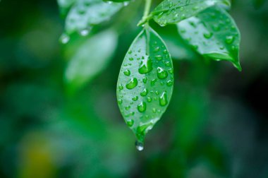 banyan ağacı ya da Ficus annulata ya da fius bengalensis ve yağmur damlası ya da çiy damlası