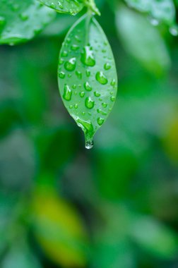 banyan ağacı ya da Ficus annulata ya da fius bengalensis ve yağmur damlası ya da çiy damlası