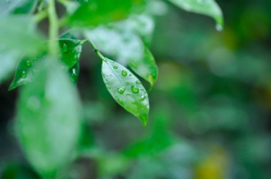 banyan ağacı ya da Ficus annulata ya da fius bengalensis ve yağmur damlası ya da çiy damlası
