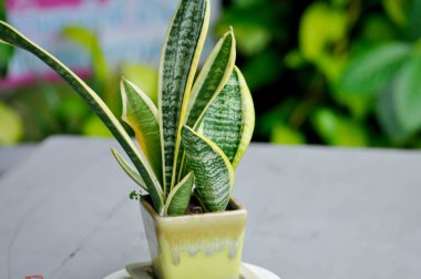 Sansevieria trifasciata Prain, Snake plant or Mother in laws tongue in the flower pot clipart