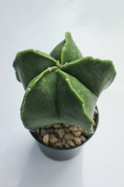 Astrophytum myriostigma, astrophytum myriostigma nudum veya astrophytum myriostigma var nudum veya kaktüs veya succulent