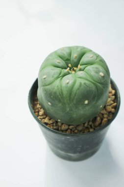 Lophophora fricii veya Peyote kaktüsü veya Lophophora williamsii, Peyote Lophophora williamsii veya succulent