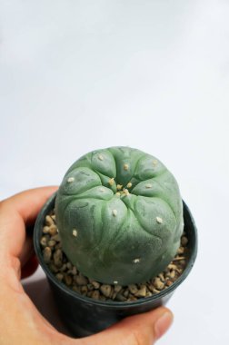 Lophophora fricii veya Peyote kaktüsü veya Lophophora williamsii, Peyote Lophophora williamsii veya succulent