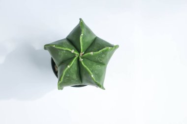 Astrophytum myriostigma, astrophytum myriostigma nudum veya astrophytum myriostigma var nudum veya kaktüs veya succulent