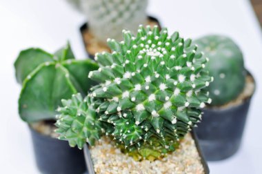 Colocasia ya da alocasia bitkisi ve çiy damlası ya da yağmur damlası