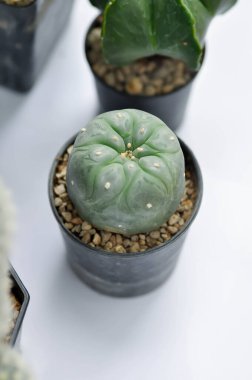 Lophophora fricii veya Peyote kaktüsü veya Lophophora williamsii, Peyote Lophophora williamsii veya succulent