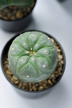 Lophophora fricii veya Peyote kaktüsü veya Lophophora williamsii, Peyote Lophophora williamsii veya succulent