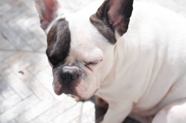 Colocasia ya da alocasia bitkisi ve çiy damlası ya da yağmur damlası