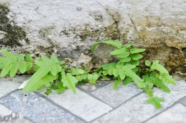 Mikrosorum punctatum veya Denizkızı kuyruğu eğreltiotu, Fishbone eğreltiotu veya kılıç eğreltiotu veya eğreltiotu bitkisi
