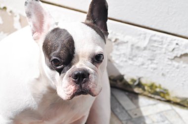 Colocasia ya da alocasia bitkisi ve çiy damlası ya da yağmur damlası