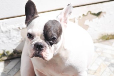 Colocasia ya da alocasia bitkisi ve çiy damlası ya da yağmur damlası