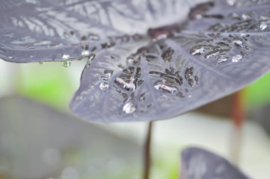 Colocasia siyah dalgası, Colocasia ya da siyah Colocasia bitkisi ve Colocasia esculenta ya da siyah mercan bitkisi.