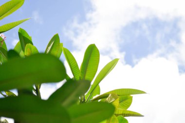 pagoda ağacı veya frangipani veya tapınak ağacı ve gökyüzü arkaplanı