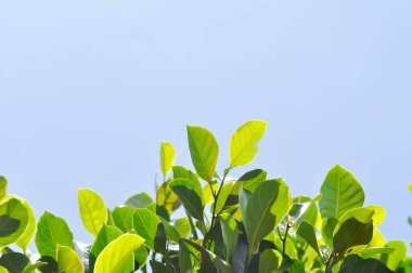 Artocarpus heterophyllus Lam, bir heterophylla veya Jackfruit veya Jackfruit ağacı ve gökyüzü arka planı