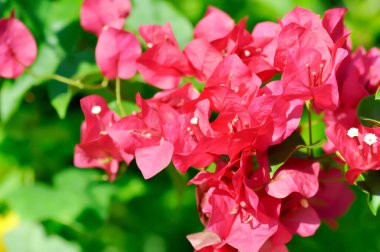 Bougainvillea ya da kağıt çiçek, kırmızı kağıt çiçek ya da kırmızı çiçek