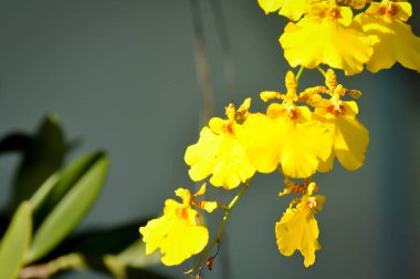 Sarı orkide, orkide veya ORCHIDACEAE çiçeği veya Dendrobium lindleyi Steud veya Dendrobium lindleyi çiçeği